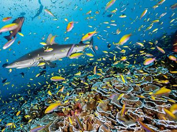 Various colorful fish and a grey reef shark swim around an ocean reef