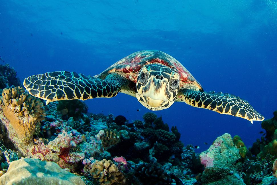 Eine Meeresschildkröte schwimmt über eine Formation im Ozean