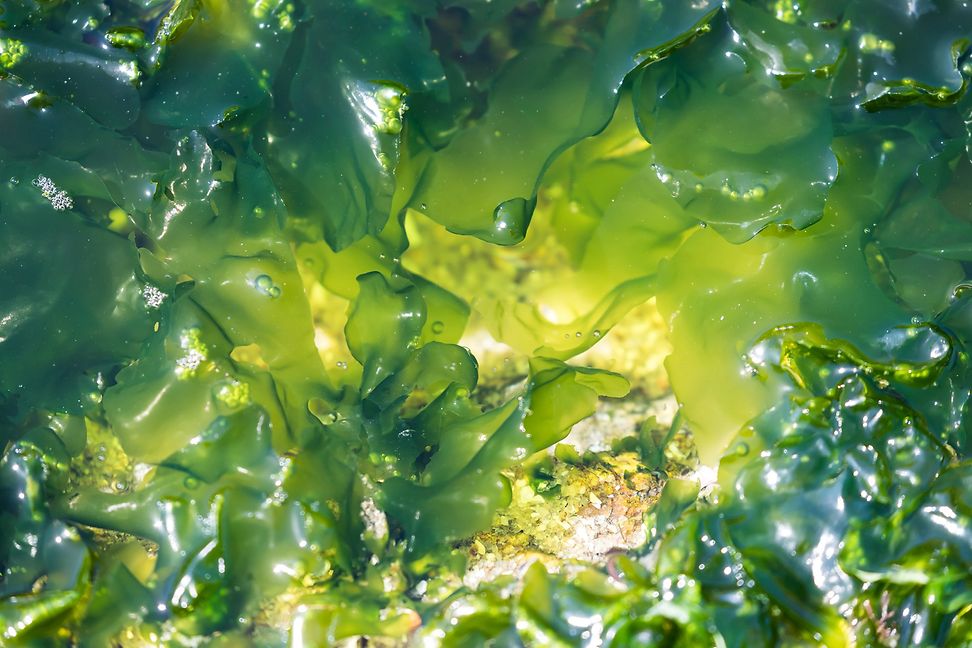 Seaweed in the sea, bathed in sunlight