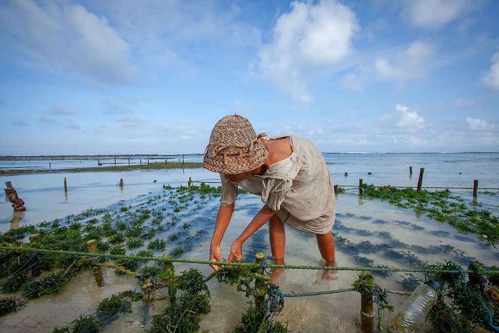 A woman stands in the shallow sea harvesting seaweed.