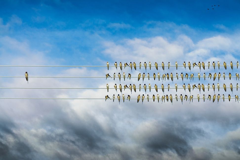 In a large group of birds on a power line, a single bird sits apart from the group.