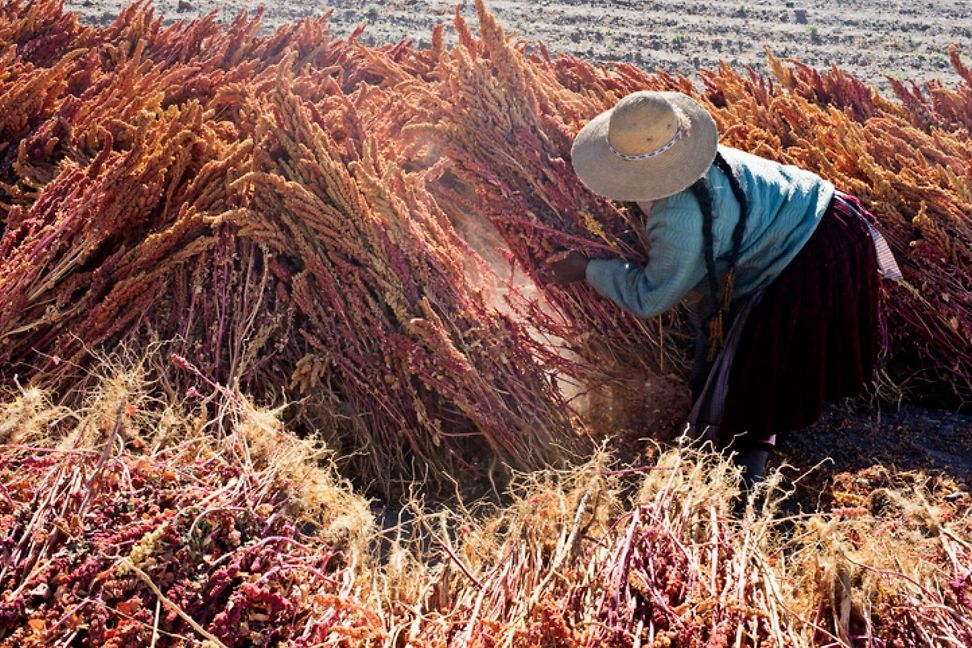 Foto vom Ernten von Quinoa im Feld irgendwo in Südamerika