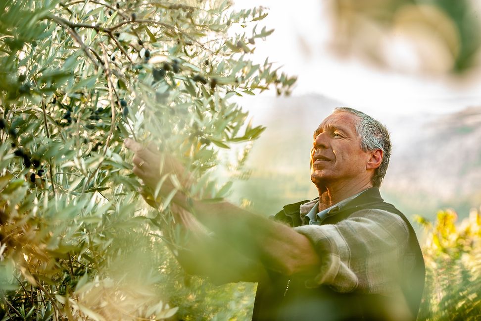 Old man harvesting olives from an old olive tree
