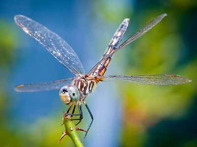 Up close image of dragonfly on plant