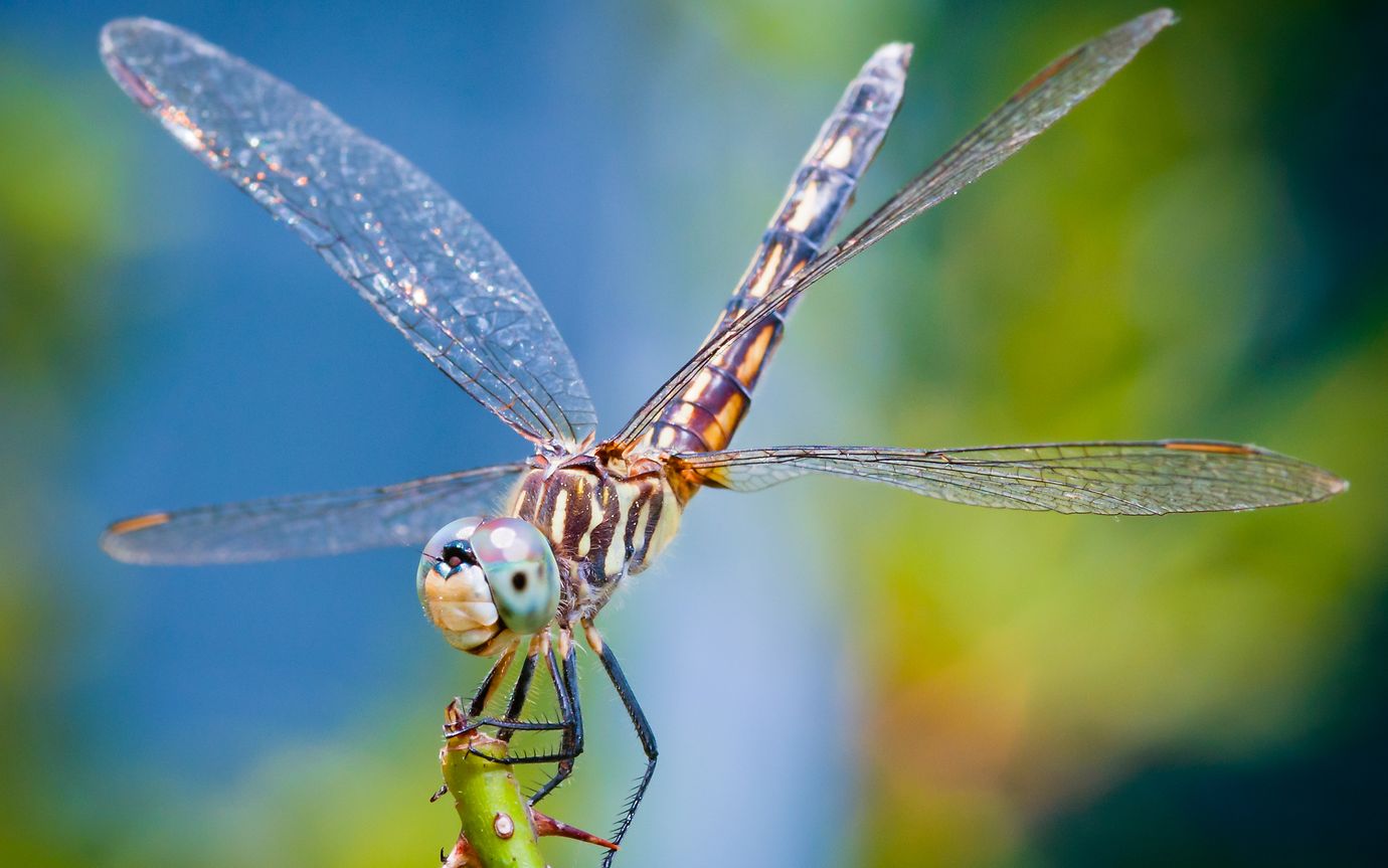 Up close image of dragonfly on plant