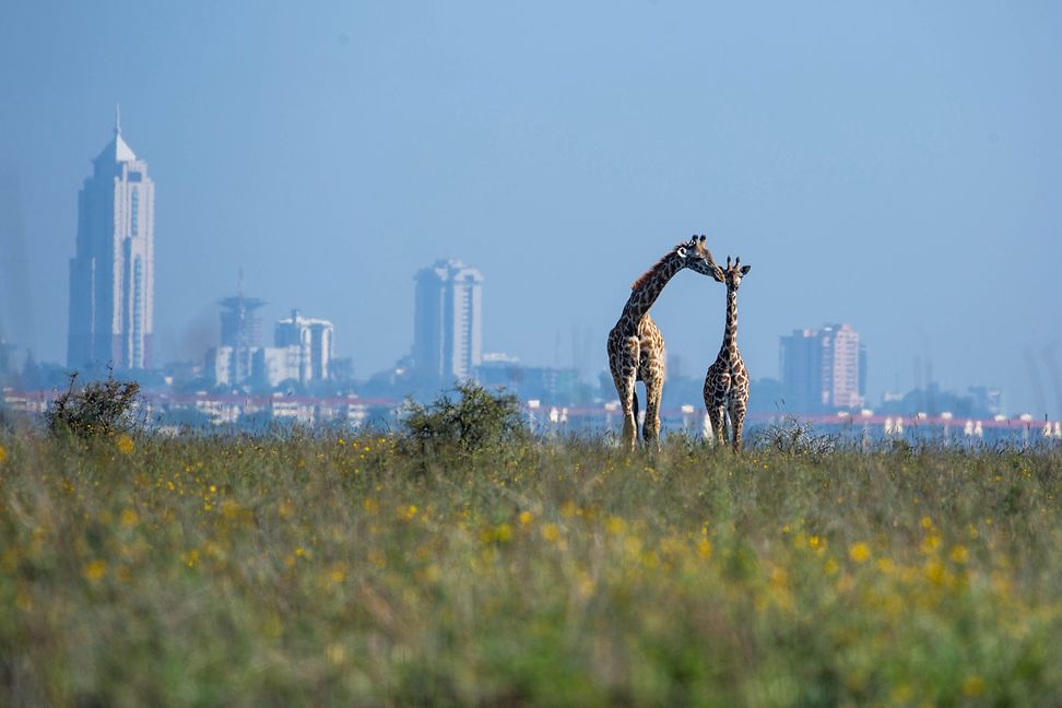 An adult giraffe and a young giraffe stand side by side on a grassland, with the skyline of a large city in the background