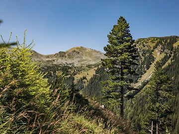 hügelige Landschaft mit Tannen und anderen Baumarten