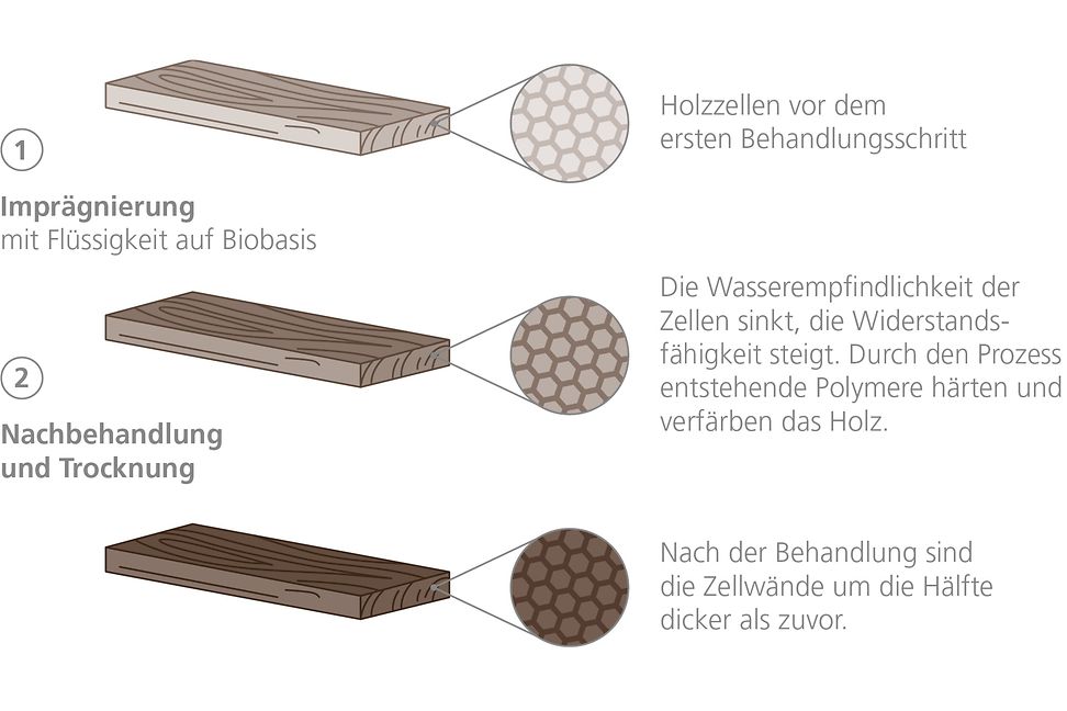 Die Graphik zeigt die zwei Schritte zur Modifizierung des Holzes. Imprägnierung und Nachbehandlung.