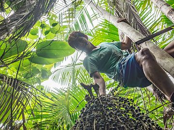 In lush tropical vegetation, a person climbs a tree to harvest small dark red berries.