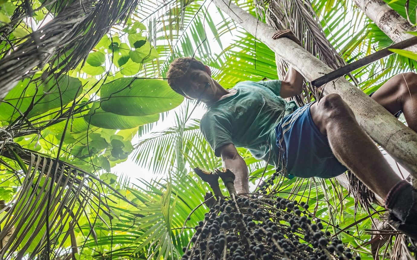 In lush tropical vegetation, a person climbs a tree to harvest small dark red berries.