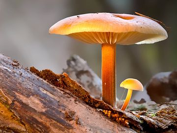 A small mushroom is growing on a tree trunk beneath a much larger one.