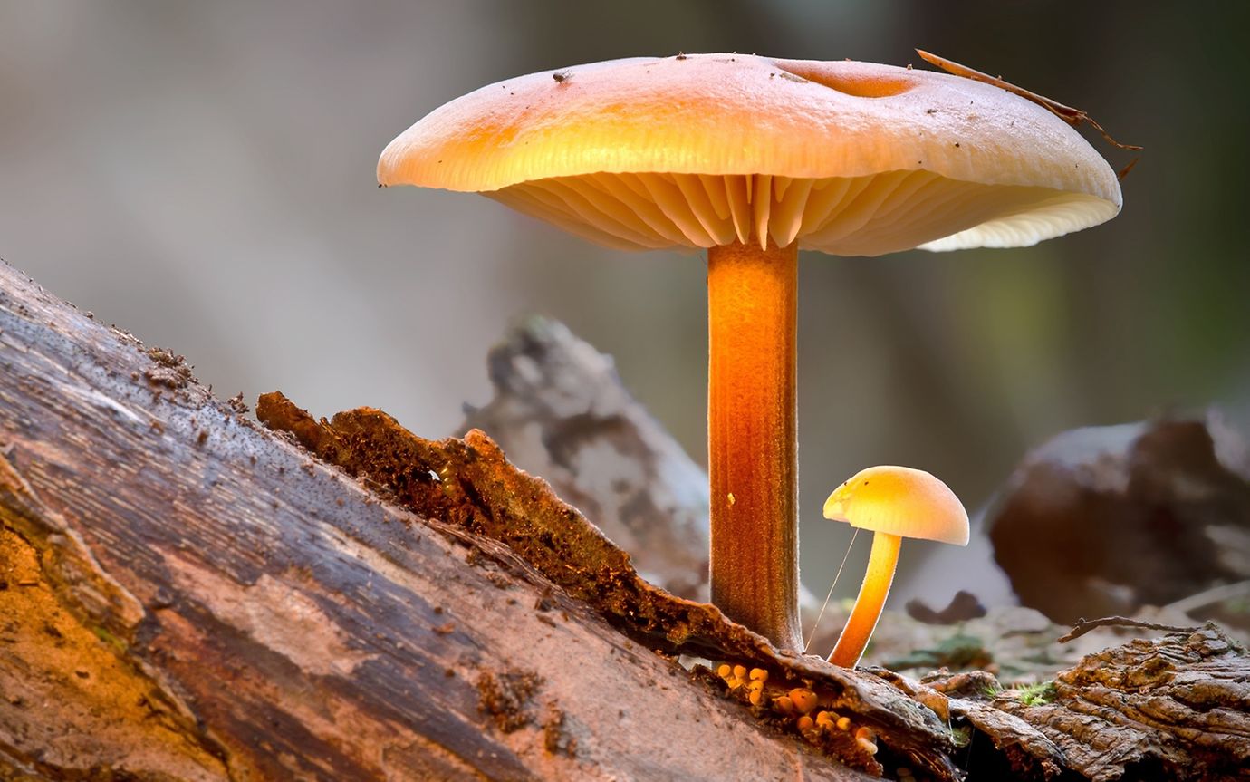 A small mushroom is growing on a tree trunk beneath a much larger one.