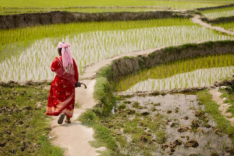 A woman in a colourful dress is walking through flooded fields.