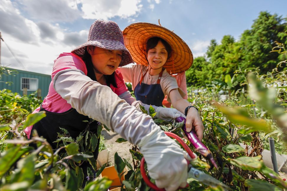 Two women are cutting plants in a garden. They are wearing hats and gloves and are surrounded by nature and sunshine.