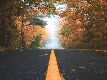 Eine lange, gerade Landstrasse, gesäumt von hohen, dicht stehenden Bäumen, führt in die Ferne, wo Nebel das verbirgt