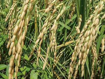 RiceTec 的大面積稻田